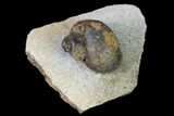 Ordovician Gastropod Fossil - Morocco #164078-1